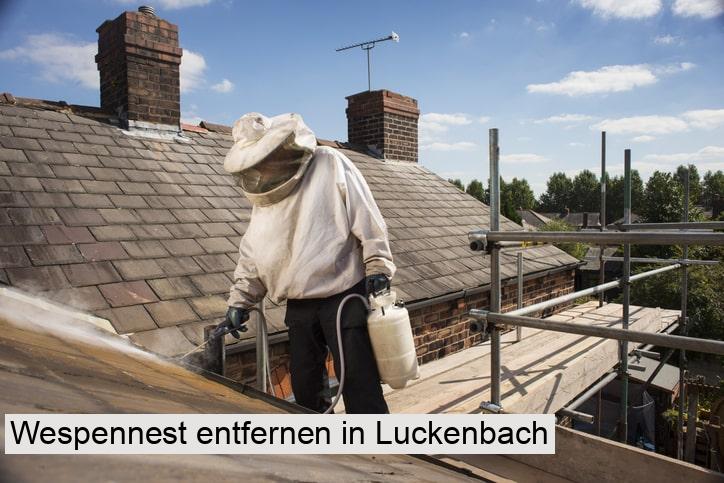 Wespennest entfernen in Luckenbach